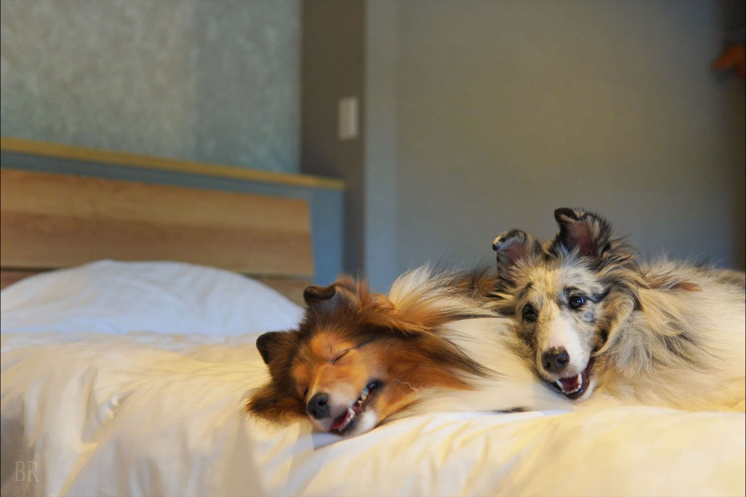 ベッドで寛ぐ犬