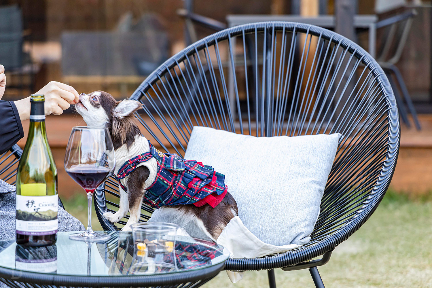 「ドッグスイート」で過ごす愛犬の様子