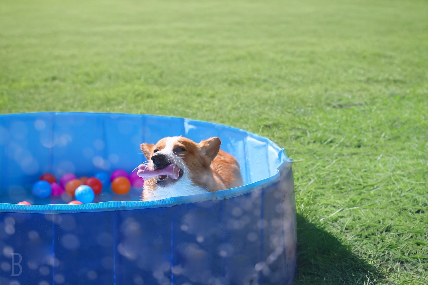 この夏新登場のドッグプール（7月11日～）
